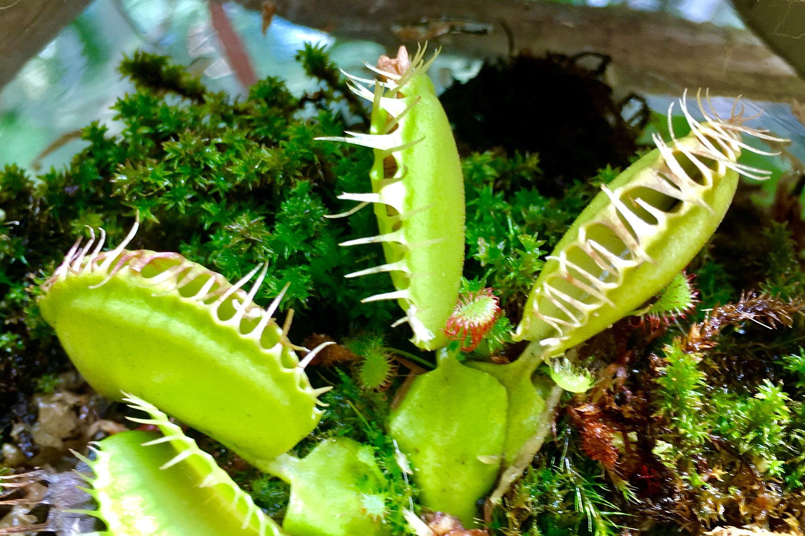 奇妙的食肉植物中科院武汉植物园湖北武汉