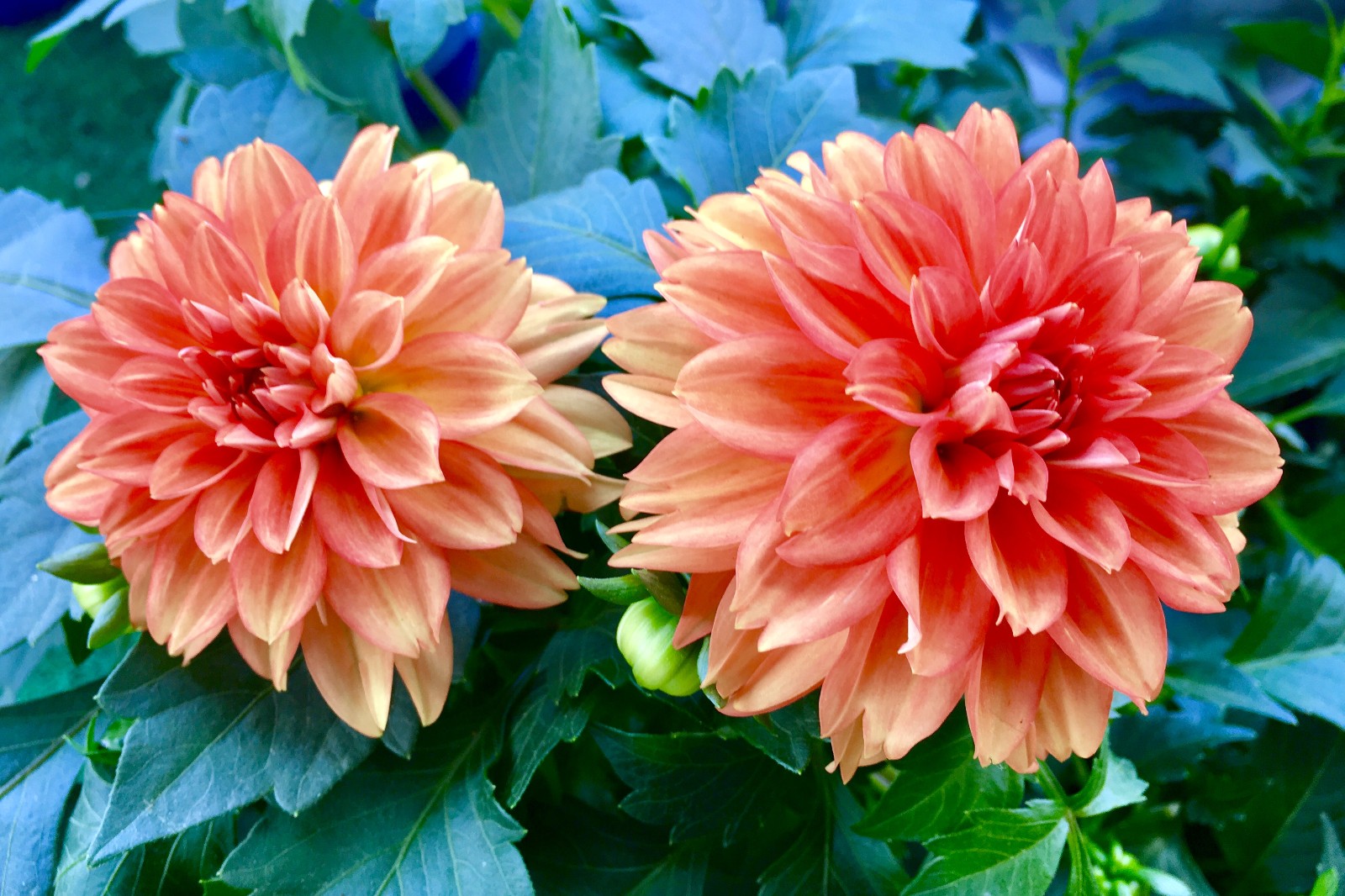 花期长)|美洲|小丽花|南美_新浪新闻