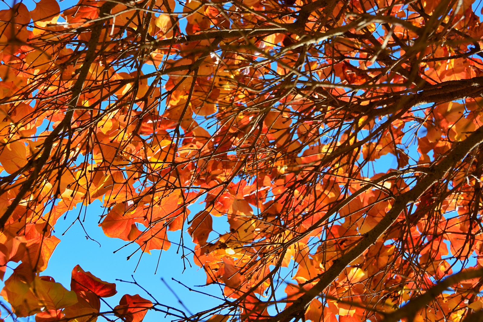 醉在秋天的丁香树下,醉在丁香的红叶间,原创摄影