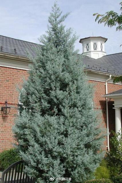 蓝冰柏学名cupressusblueice柏科柏木属常绿树种耐高温