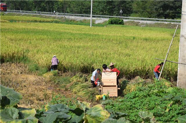 农村一家人收稻子效率高,干活不停歇饿了就吃馒头啃玉米