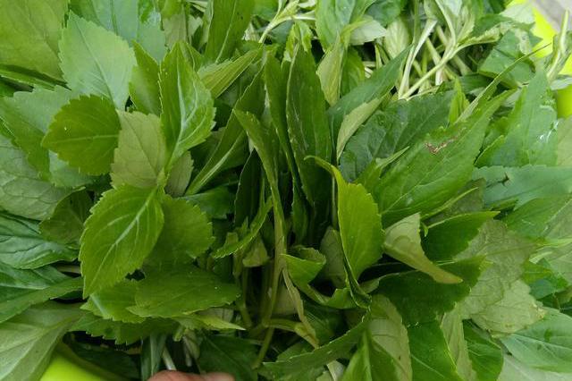 赣州山上的这个好东西,90%的赣州人没吃过,还可以防治癌症|赣州|苦菜