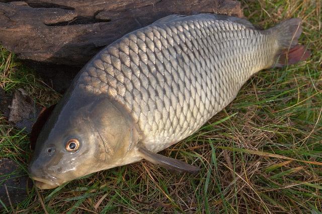 为什么牛肉是红色的, 但是鸡鸭鱼的肉却是白色的呢?