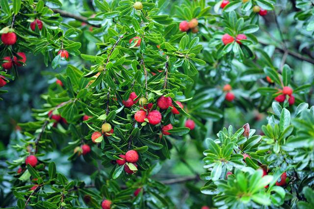 百亩高山杨梅林"挂果待摘",果甜景美迎客来