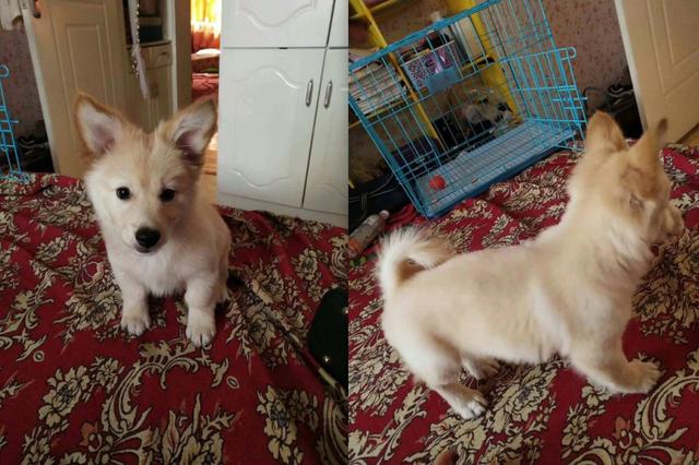 宠物店买了一只金毛串串,带回家没人信,大家都说这狗是柯基!