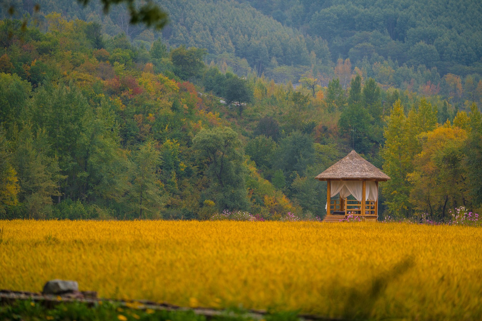 这个地方的稻田私藏了承德醉美的秋天