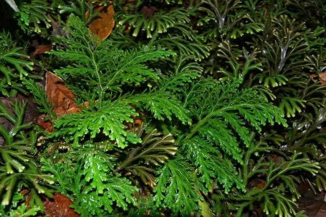 "龙王的鳞片"龙鳞草,娘娘孙俪用了都说好!