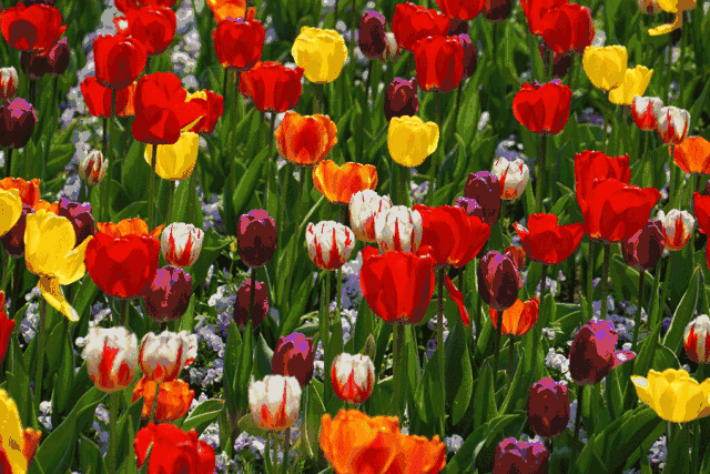 市中心超赞花海滨江惊现十万余株郁金香花艳人少还免费