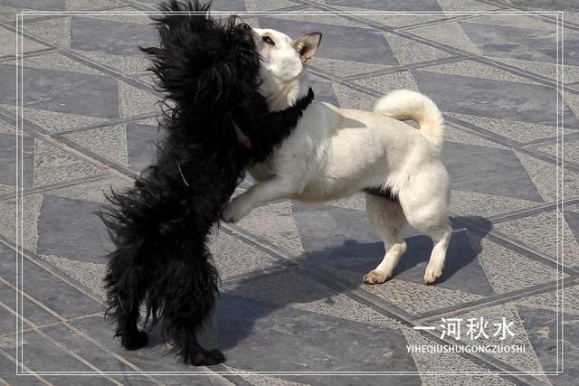 每只狗狗或许都有一颗流浪的心|小狗|白狗|黑狗_新浪网