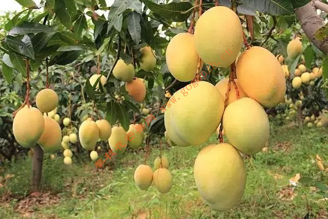 攀枝花芒果网 攀枝花芒果 香浓好味道