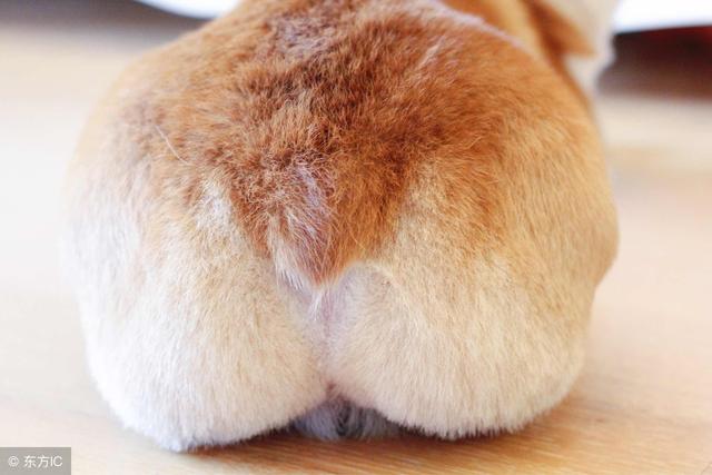 柯基天生没有尾巴?原来断尾有这么多说法!