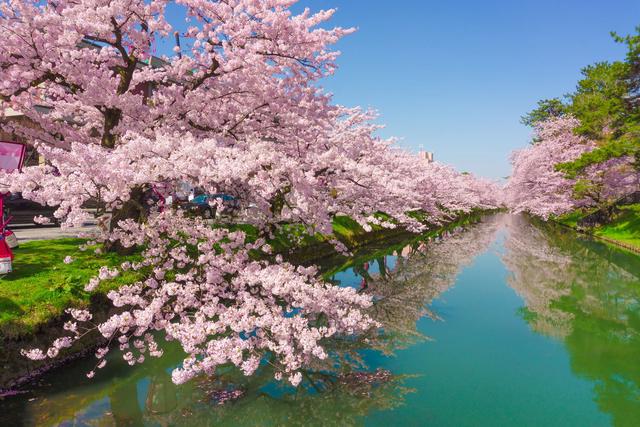 日本樱花最美图片