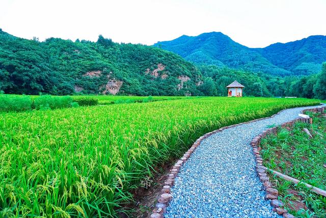 因为不设围栏结果被当地人摸了个干净……田埂保留最原始的泥土堆就款