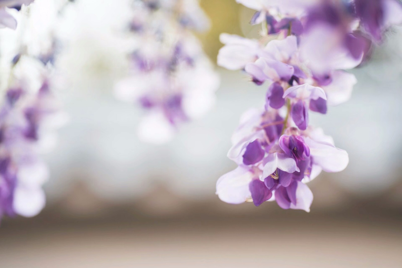 紫藤图片_园林的紫藤图片大全 - 花卉网