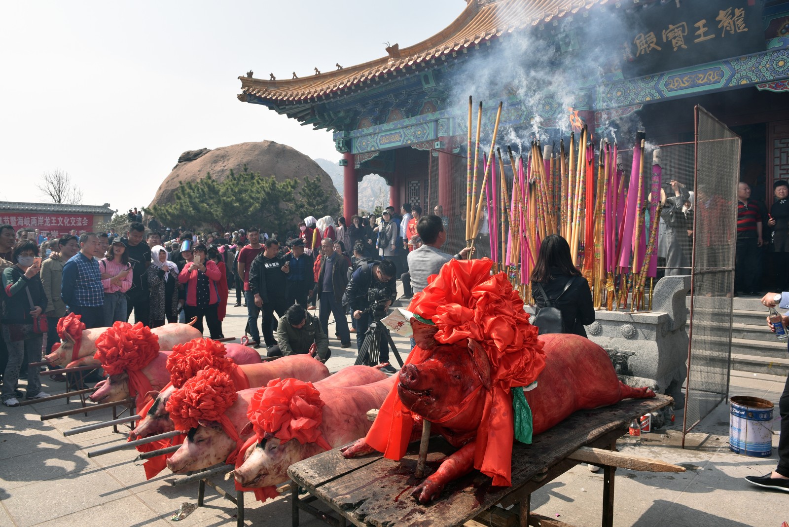 10几头大猪披红戴花供奉渔民传承千年民俗祭海