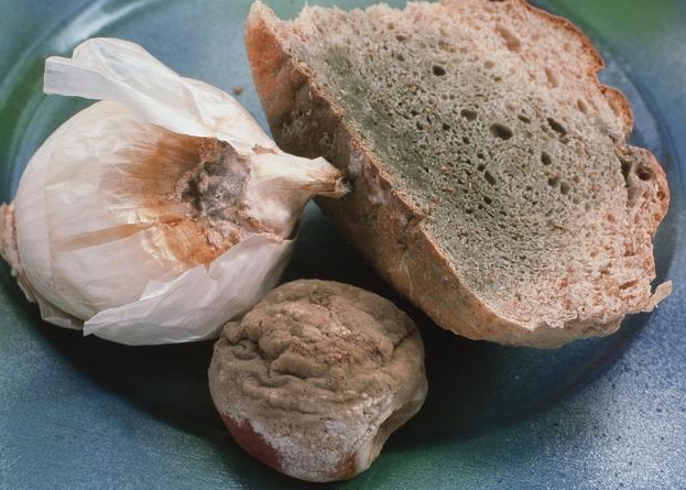 常见食物:发霉的食物,发苦的坚果,过期的食用油,没洗干净的筷子,劣质