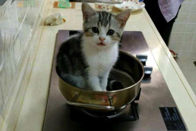 猫之大,一锅炖不下!下面由猫咪为我们表演:铁锅炖自己!