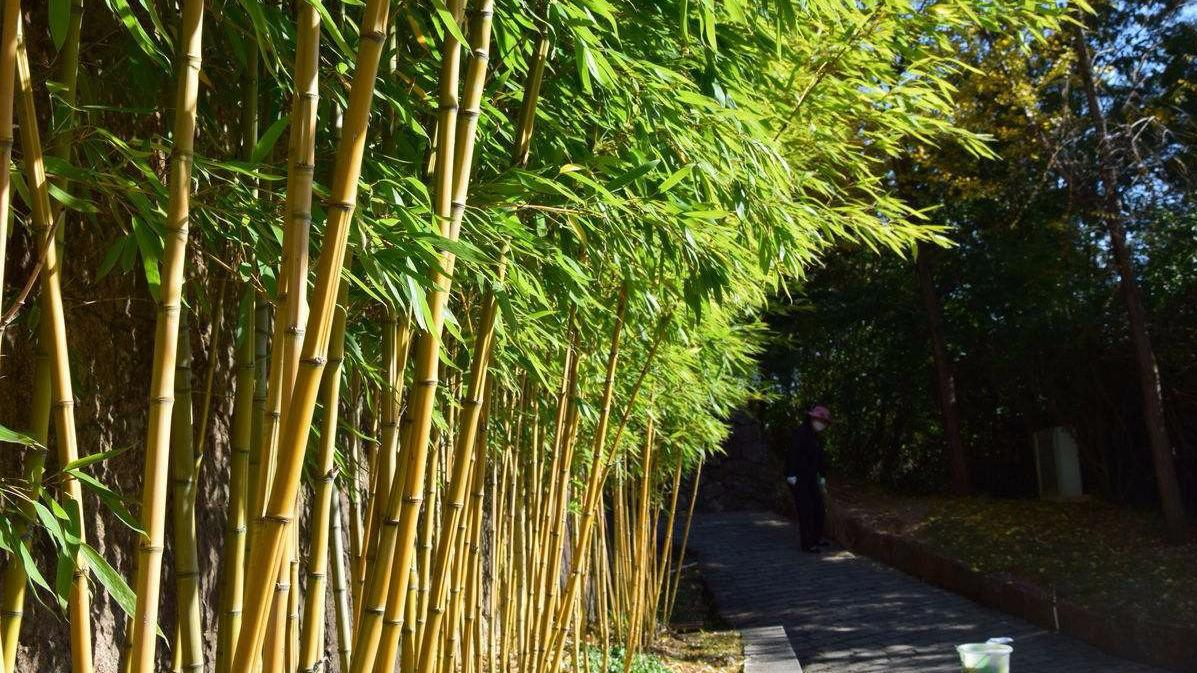 门前种竹,子孙享福,你知道这句俗语里有什么奥秘吗?