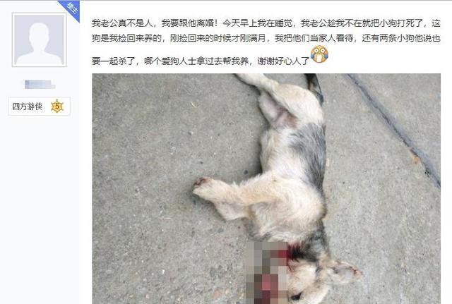 善心女子捡回一窝流浪狗,惹怒了丈夫,趁她睡觉把小狗摔死