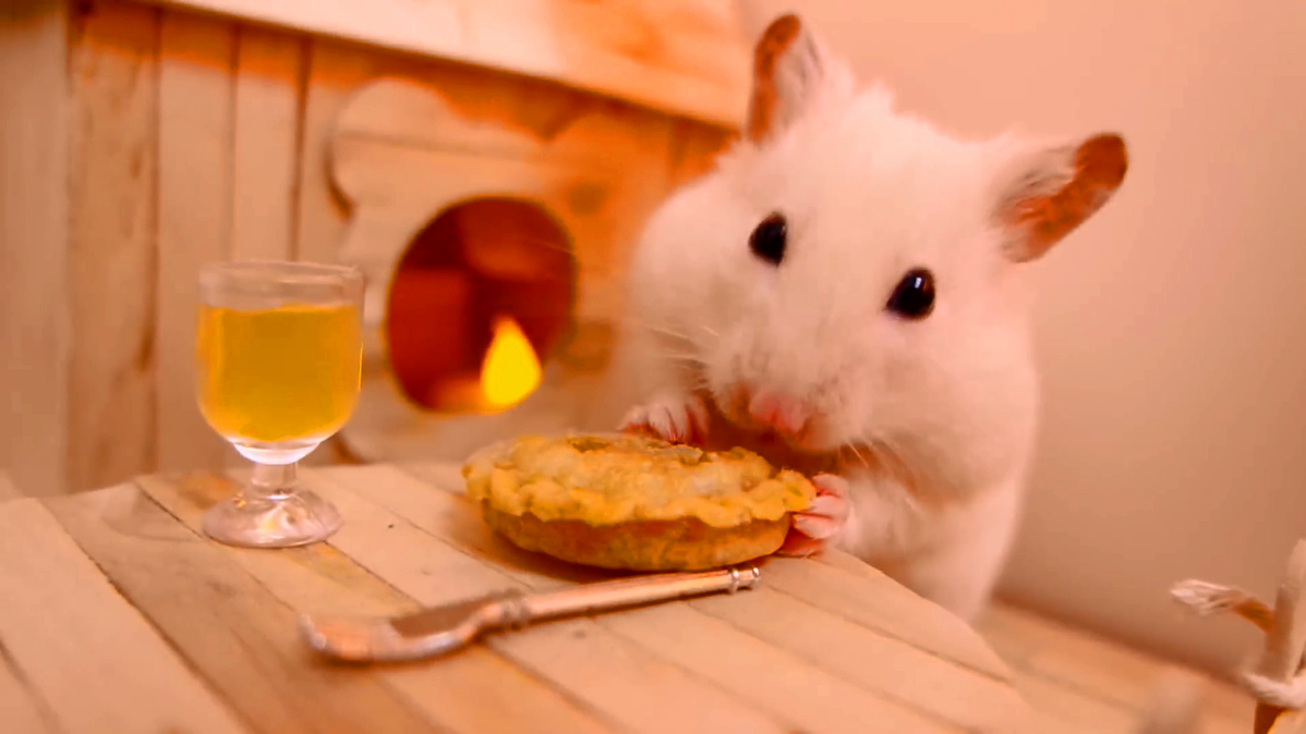 体型最大的一种仓鼠,特别温顺智商高,对食物无所不吃