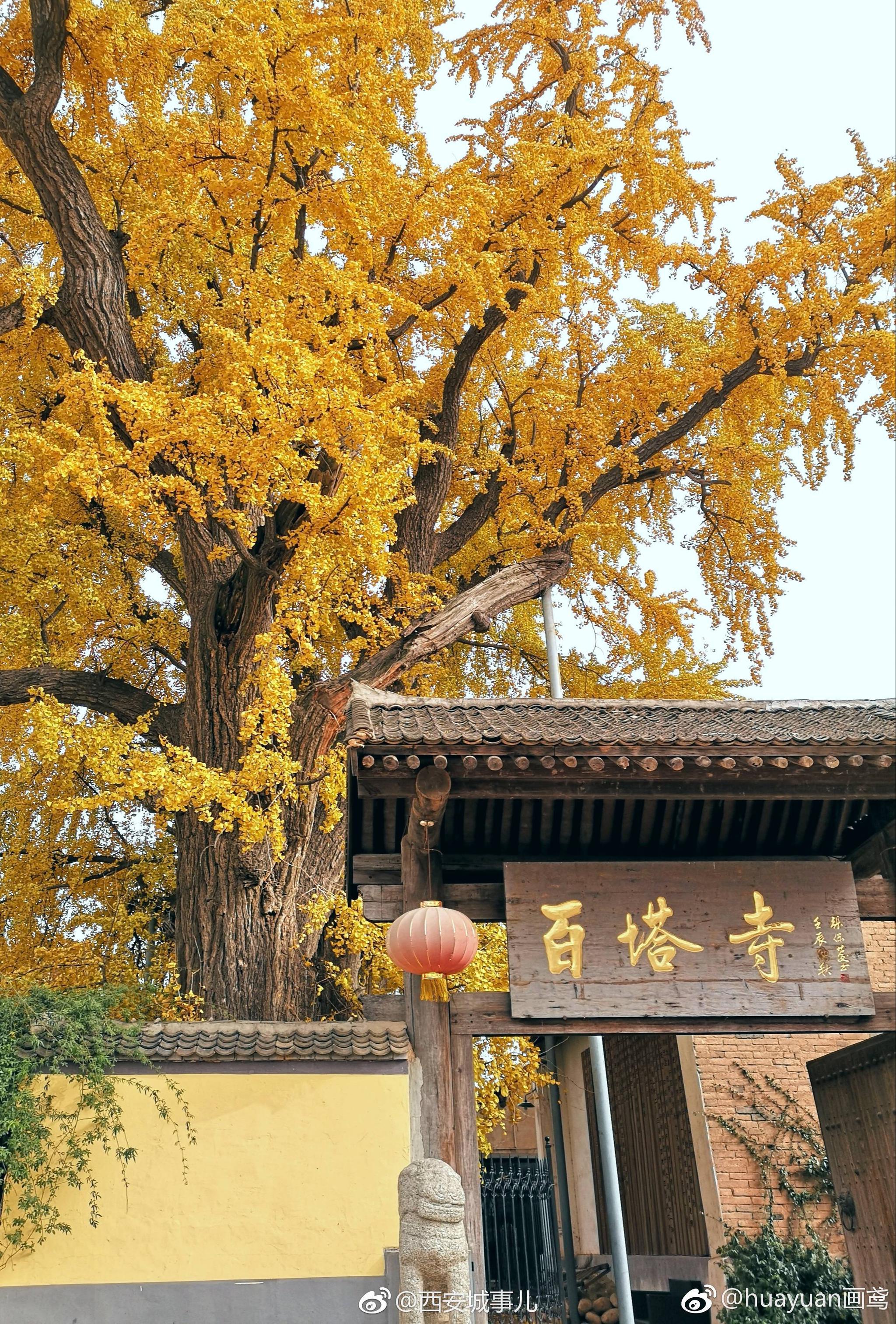 西安百塔寺1700年银杏树,堪称见证三阶教兴衰的活化石