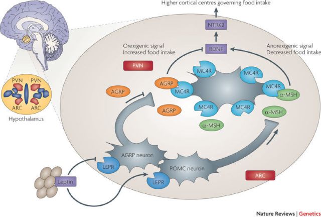 下丘脑的弓状核(arcuate nuleus,arc)区域主要分布了两类神经元,即