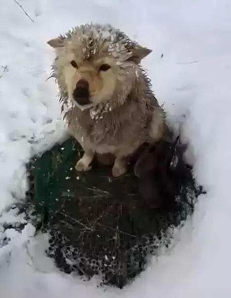 雪地里狗狗冻得发抖但不肯走,路人上去一看瞬间泪目