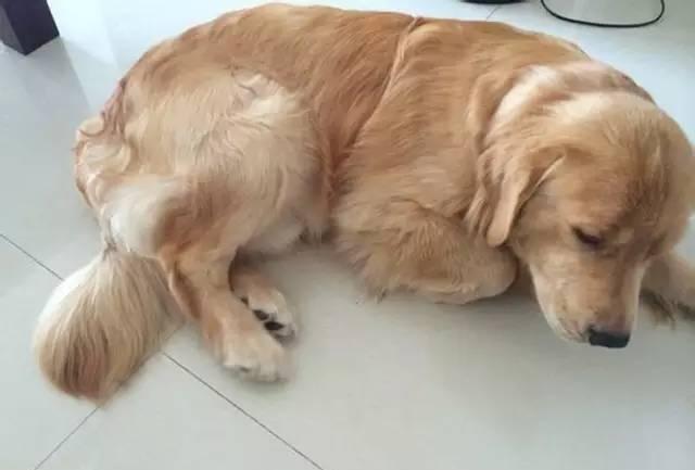 田园犬和金毛杂交的土金毛,没想到都快要撕掉主人的家了