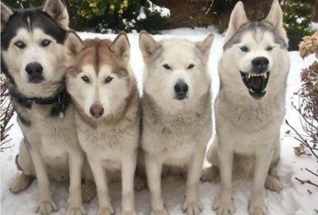 养了4只哈士奇,每次合影的时候,这只二哈总是实力抢镜