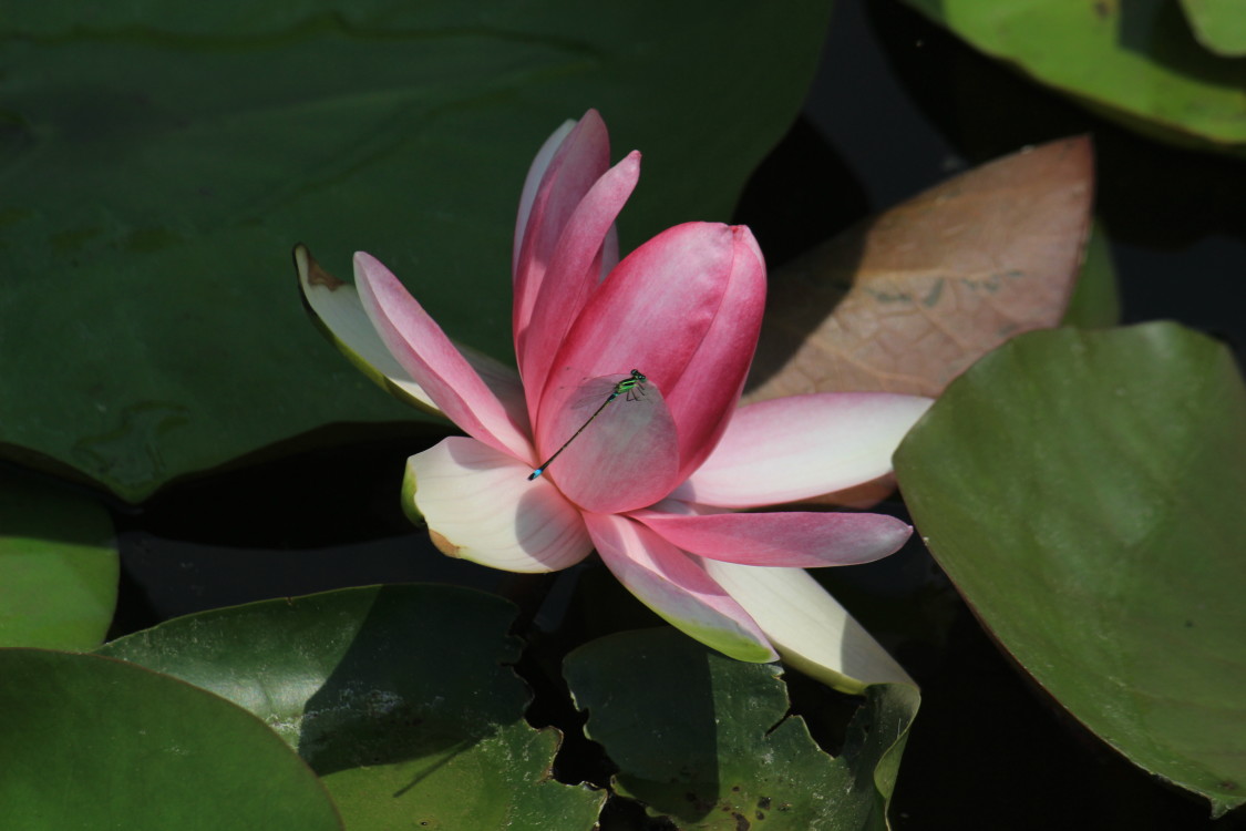 淮阳万亩龙湖荷花开,美景只待游人来