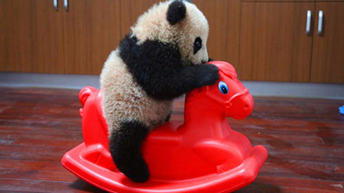 熊猫宝宝玩到一半,见摇摇马被拿走,反应让人哭笑不得