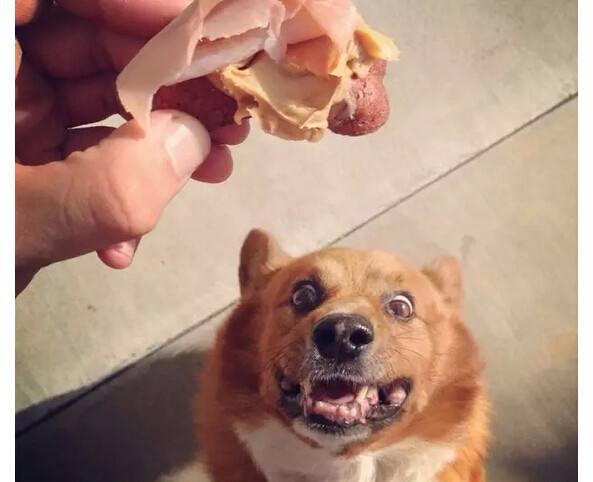 萌宠界吃货的眼神总是最能打动人心,因为太诚恳了!看得我都笑了