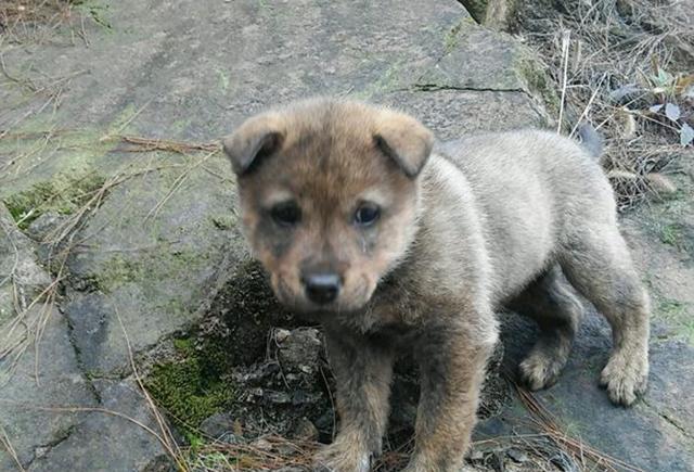 路边捡到的小土狗, 带到山上养了十个月, 下山后有人出五千买走
