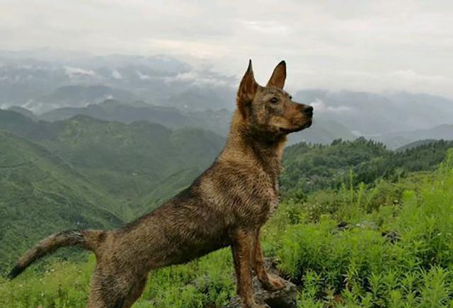 路边捡到的小土狗, 带到山上养了十个月, 下山后有人出五千买走