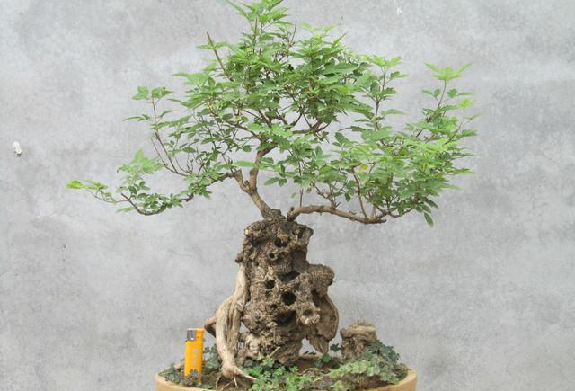 教你做一株属于自己的盆景