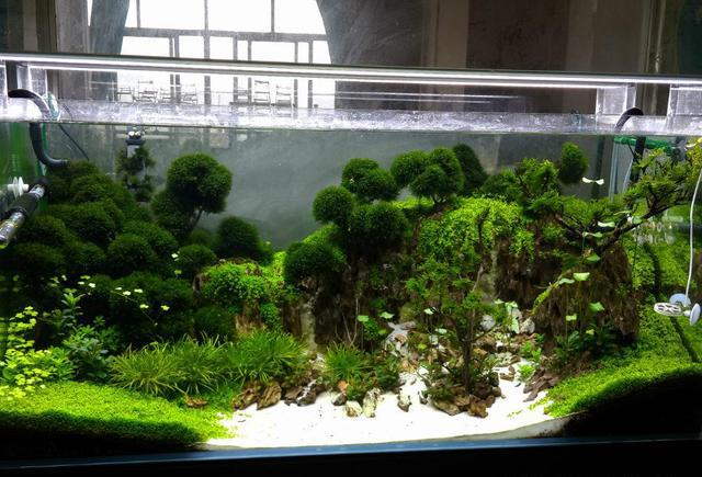 ada2016年629名一米二超白缸火山石造景过程