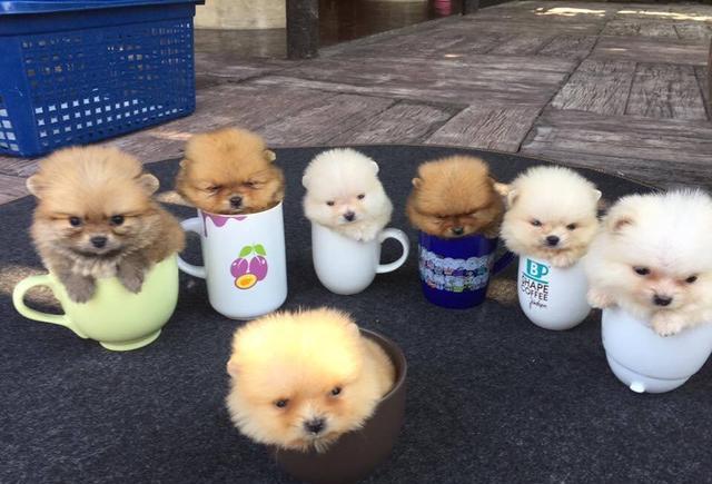 把小狗狗装进茶杯这么可爱的茶杯犬咖啡第二杯半价呦