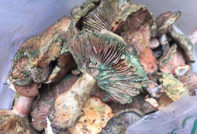 地摊售卖蘑菇霉烂变质,有人却当宝贝"天价"买走