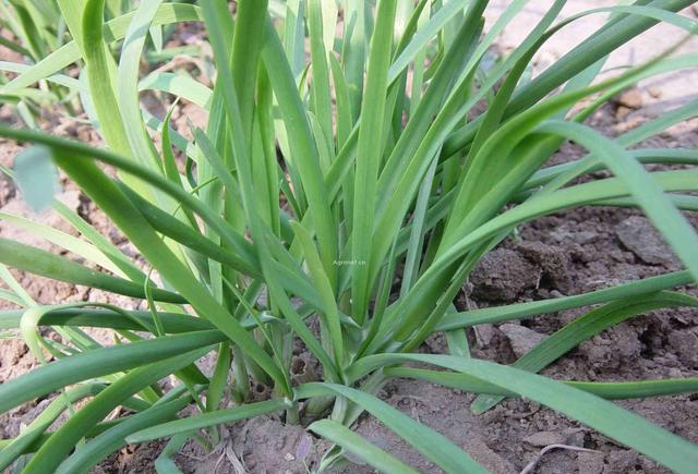 为什么你种的韭菜越长越细,只要这么做盆栽韭