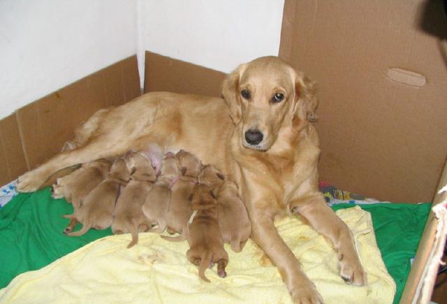 金毛一胎生9只狗崽,对待其中一只小狗很特殊,背后原因让人想哭