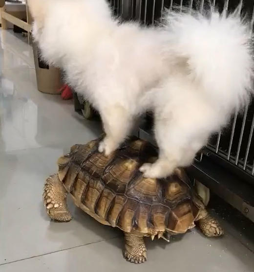 汪:龟哥你慢点,我有点晕!