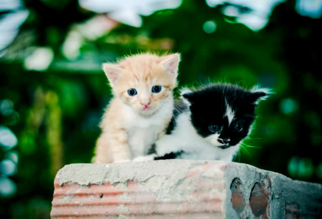 摄影师镜头下的小猫,看起来个个都是天使,太萌了!