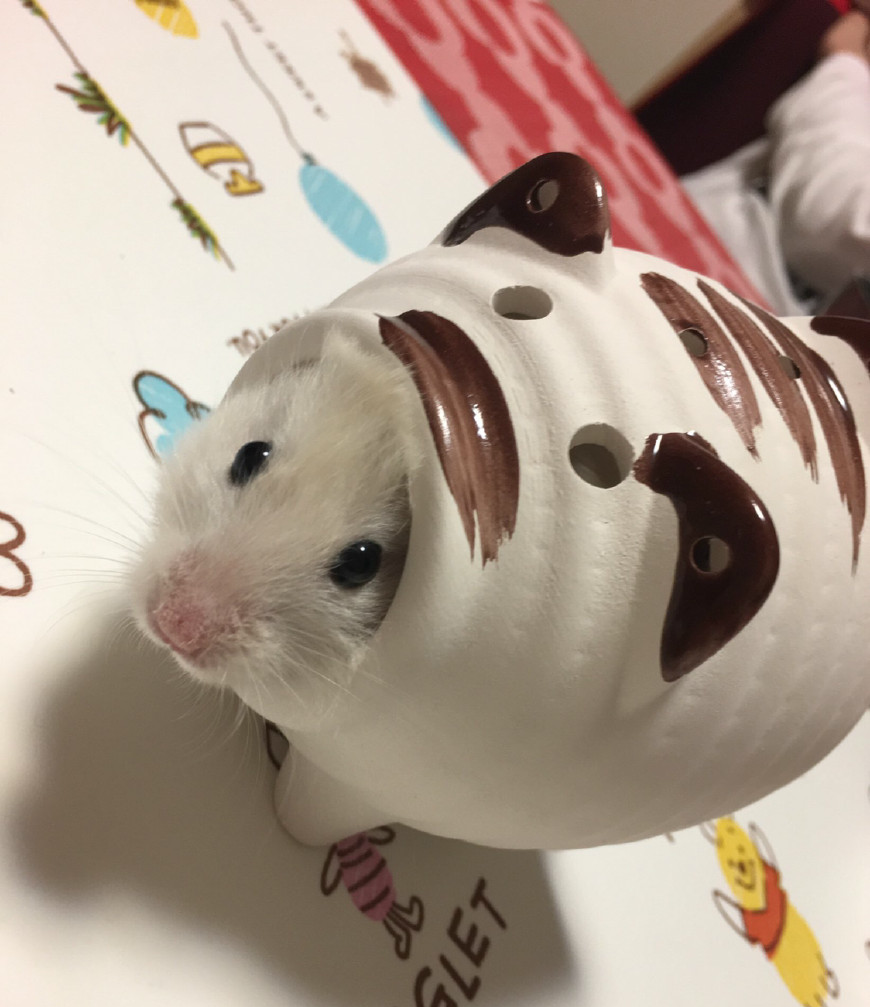 女孩给仓鼠买个杯子仓鼠看见后开始自己的卖萌范