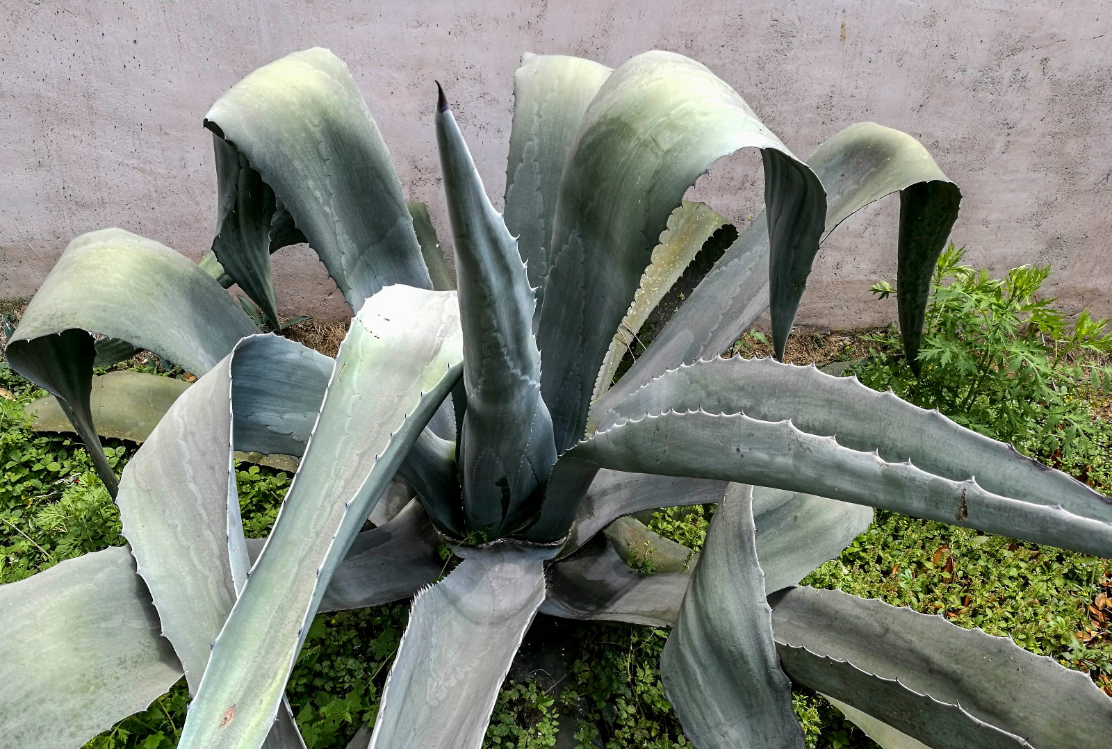 芦荟之王难得一见这个大叶芦荟到底长了多少年你见过没