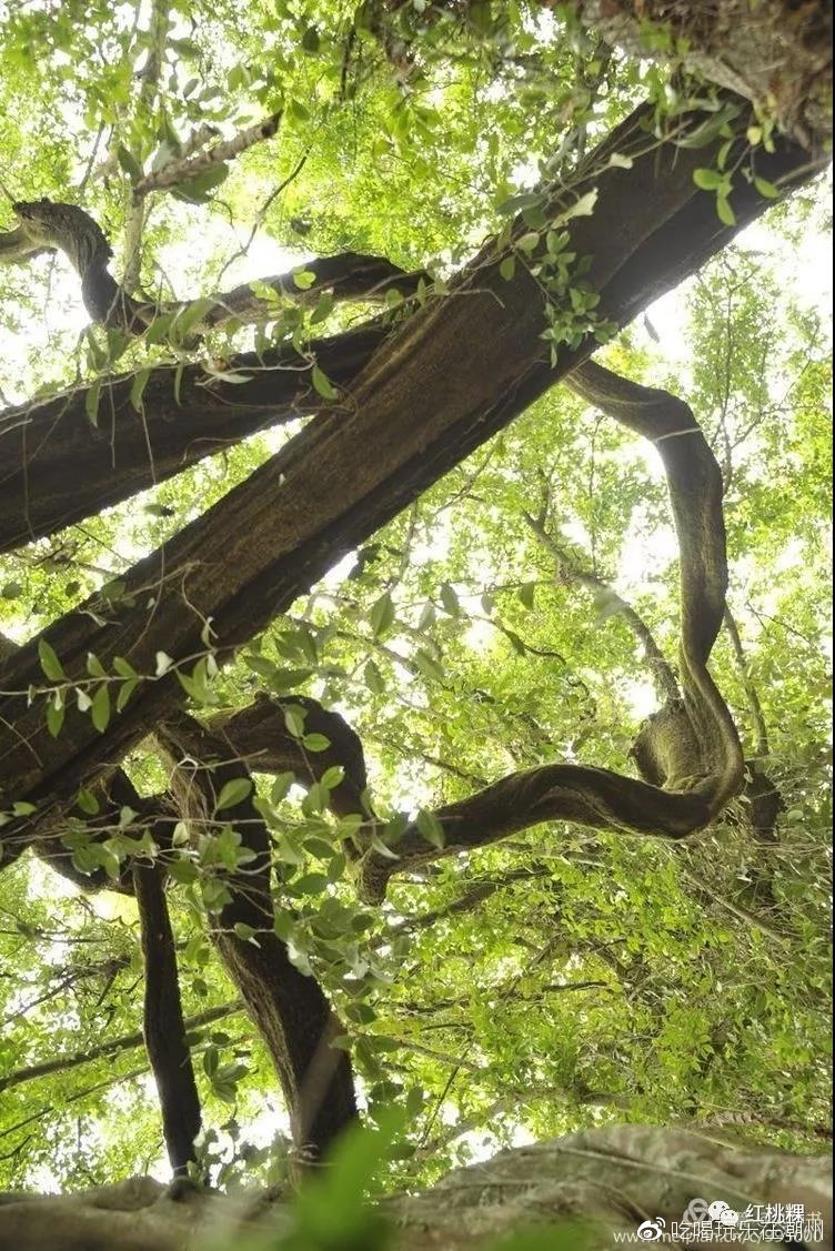 潮州千年古榕万年藤求保护