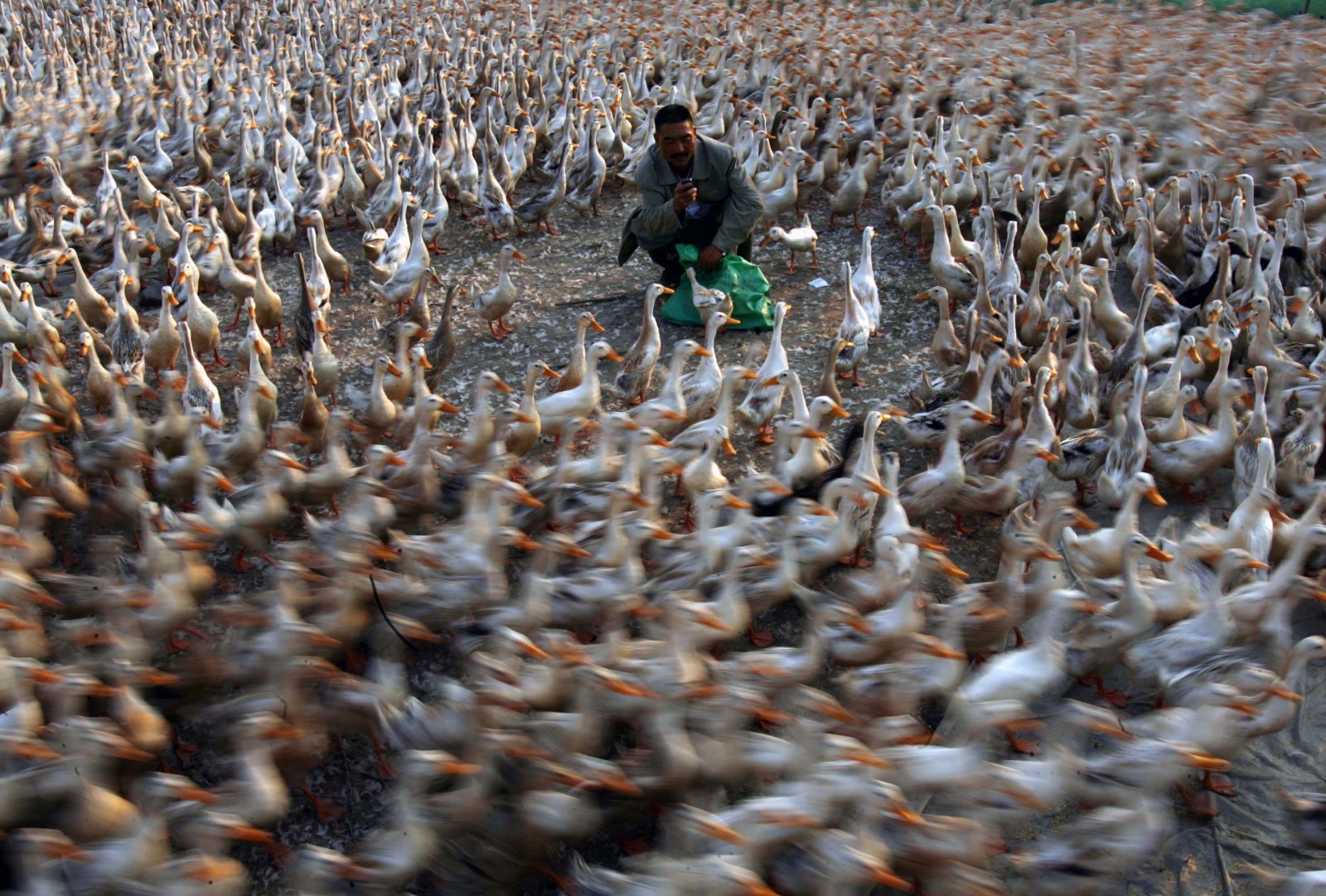每天早上蹲在鸭群中间,被成千上万的鸭子团团围住,这一刻是老黄最幸福