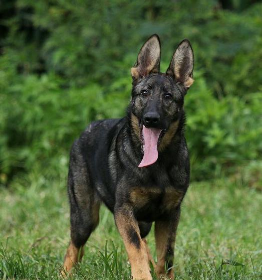 胆大凶猛,主动防御强,警觉性高军警犬