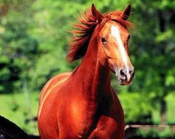 刘备的卢马三国时期刘备的坐骑