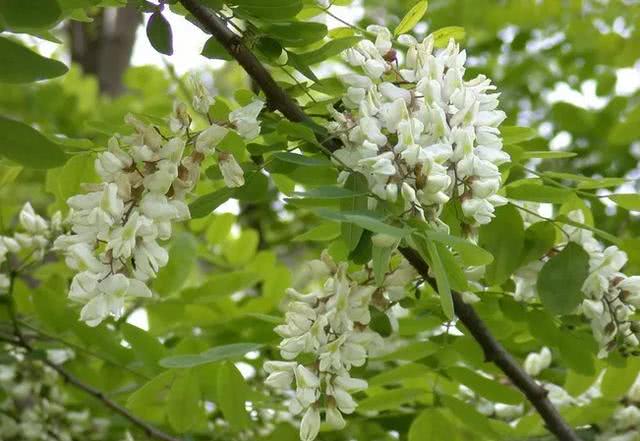 教你几招,就能快速分辨出国槐和洋槐,要做一名资深的吃货!