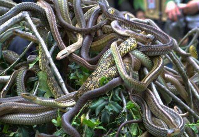 男子在年幼时期吞下蛇胆10年后上山被一群蛇围得团团转